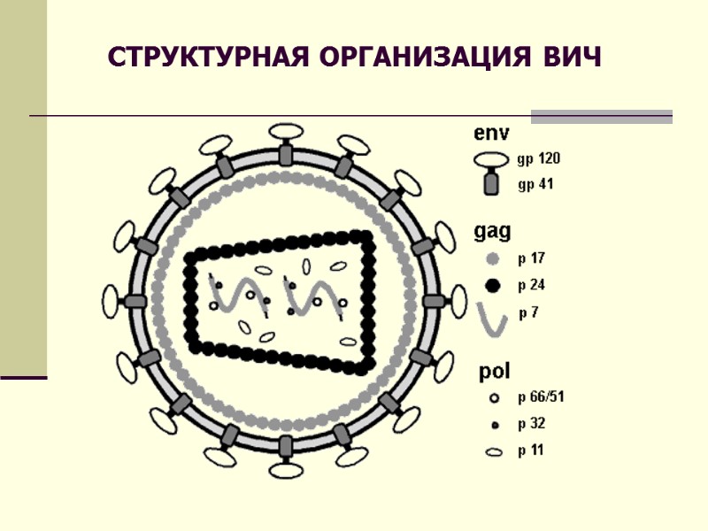 СТРУКТУРНАЯ ОРГАНИЗАЦИЯ ВИЧ
